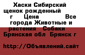 Хаски Сибирский (щенок рожденный 20.03.2017г.) › Цена ­ 25 000 - Все города Животные и растения » Собаки   . Брянская обл.,Брянск г.